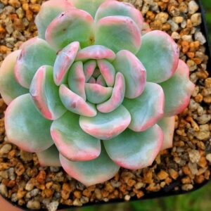 Echeveria Hosikage variegata