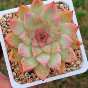 Echeveria Crystal Drop
