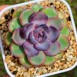 Echeveria Candy Curl / Bird's Nest
