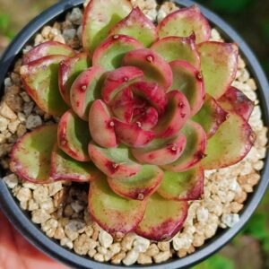 Echeveria Dragon Eye