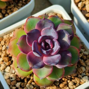 Echeveria Candy Curl / Bird's Nest