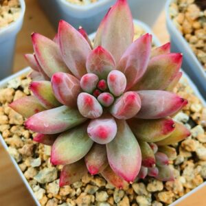 Pachyphytum YuMeiRen nervures plumeuses