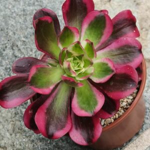 Aeonium Cherry variegata