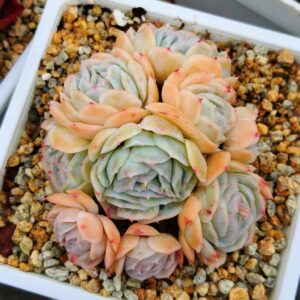 Echeveria Sina hybrid cluster