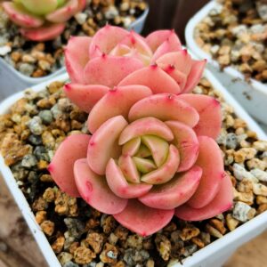 Echeveria Cute Panda double tête