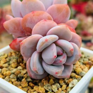Echeveria Star Snow double tête