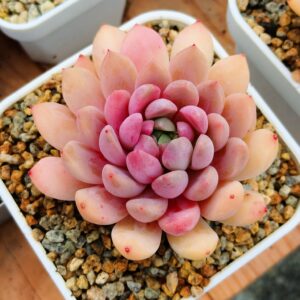 Echeveria Purple Core Sp