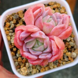 Echeveria Heart Fairy SP double tête