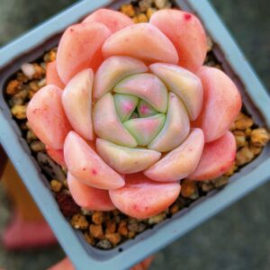 Echeveria Monroe Hybrid S