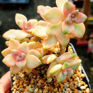 Graptoveria Titubans variegata cluster