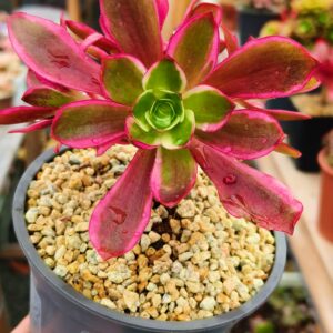 Aeonium Cherry