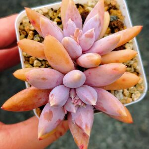 xPachyveria Gothic Lori double tête