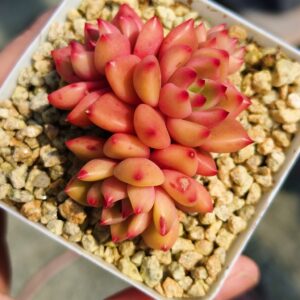 Echeveria Red Wine Peach cluster S