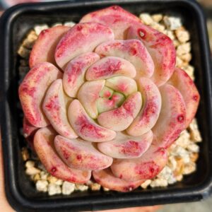 Echeveria Peachy Veil