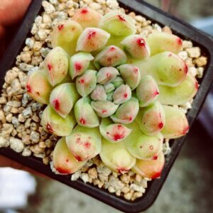 Echeveria Albi Water Drops