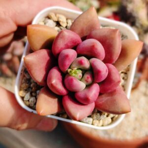Pachyphytum Hatsu Glow