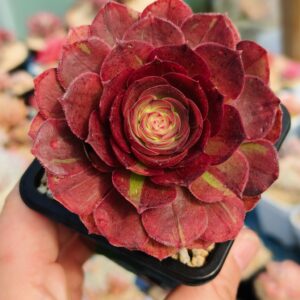 Aeonium Halloween Red Silk