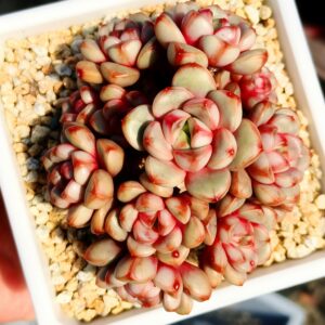 Graptoveria Amethorum 'Grape' cluster