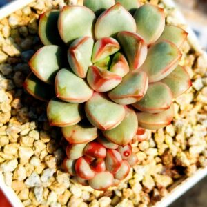 Graptoveria Amethorum 'Grape' avec bébés