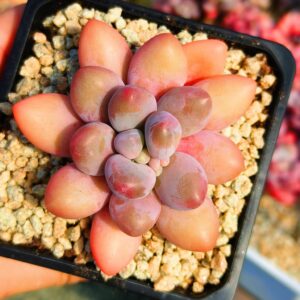 Pachyphytum Honey Dori