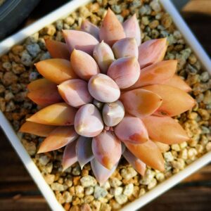 xPachyveria Gothic Lori cristata