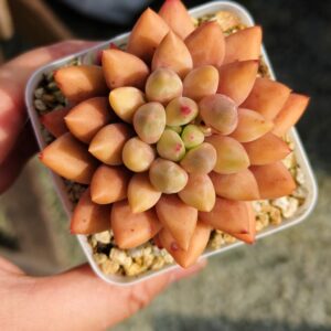 Pachyphytum Yellow Dragonfly