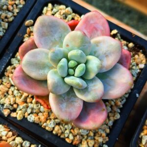 Graptosedum Sans Souci variegata
