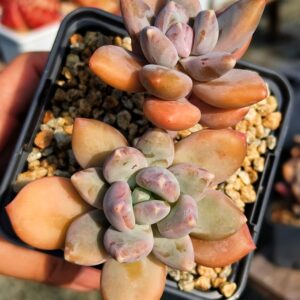 Pachyphytum Rainbow double tête