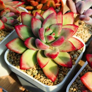 xPachyveria 'Hepburn Ruth' avec bébé