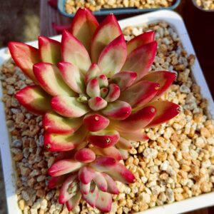 xPachyveria 'Hepburn Ruth' cluster