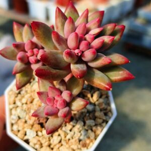Pachyphytum YuMeiRen nervures plumeuses petit cluster