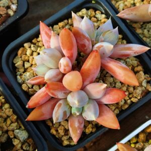 xPachyveria Gothic Lori cluster