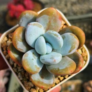Pachytphytum Cuicatecanum