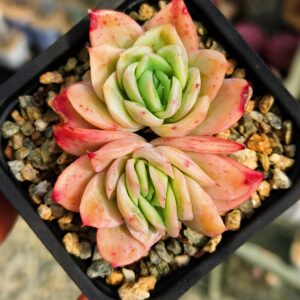 Echeveria Xiangsi double tête