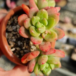 Sedeveria Shangri-La