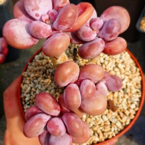 Pachyphytum Fu petit cluster vieux tronc