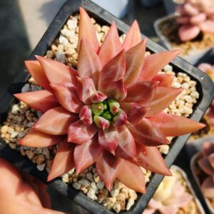 xPachyveria Pink Dance SP