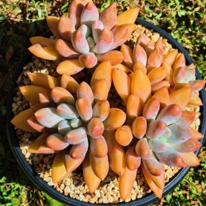 xPachyveria Gothic Lori cluster
