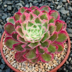 Aeonium Peacock Feather