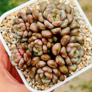 Graptoveria Amethorum 'Grape' cluster