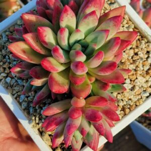 xPachyveria 'Hepburn Ruth' cluster