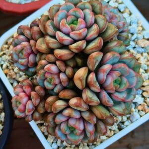 Graptoveria Amethorum 'Grape' cluster