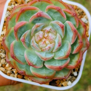 Echeveria Queen CiXi