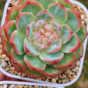 Echeveria Queen CiXi