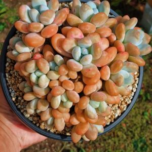 Pachyphytum Fu cluster vieux tronc