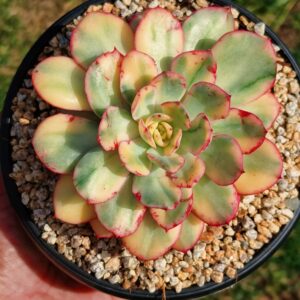 Echeveria Prajna variegata