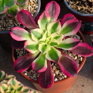 Aeonium Cherry variegata