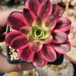 Aeonium Cherry
