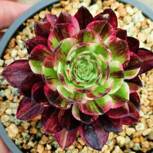 Aeonium Straight Flush