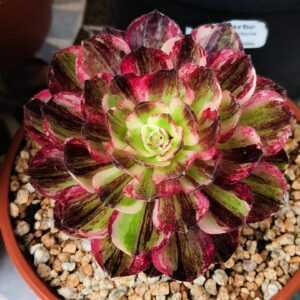 Aeonium Straight Flush